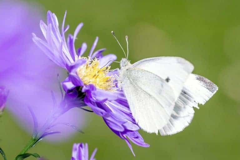 White Butterfly Zen connection